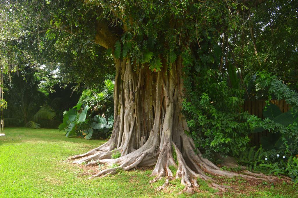Banyan Tree B&B Retreat Makawao Exteriör bild